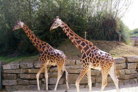 Parc Zoologique de Branféré