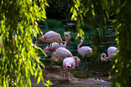 Parc Zoologique de Branféré